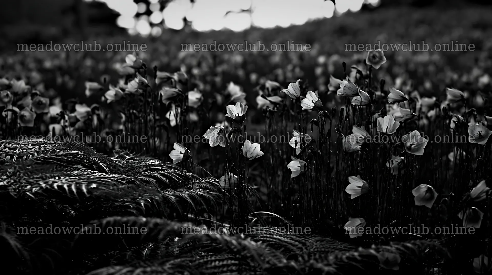 Tokushima mountain meadow fern frond foreground with blooming flowers – meadow photos 10608x5938