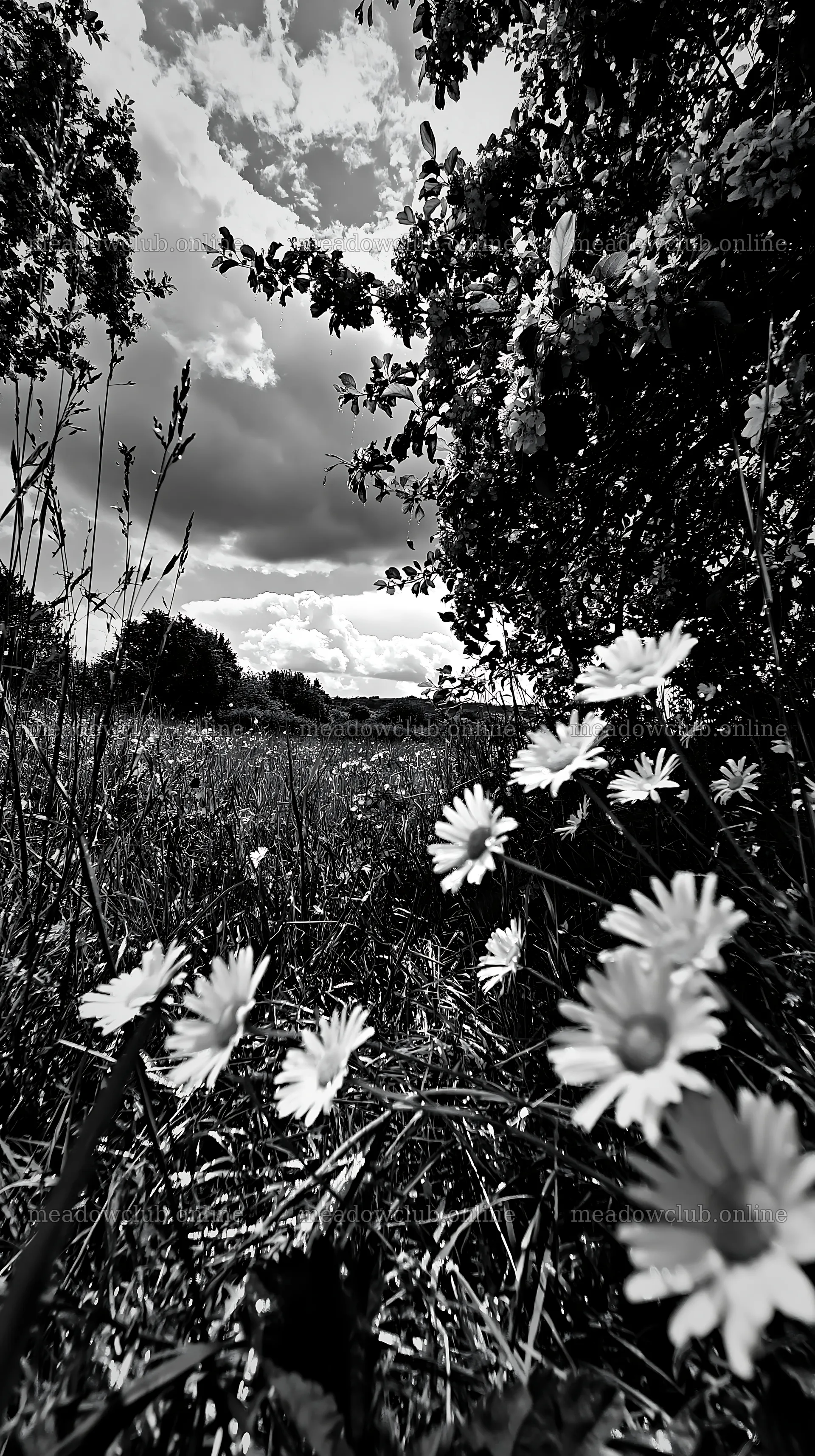 Daisies in a meadow under a cloudy sky – meadow photos 5938x10608