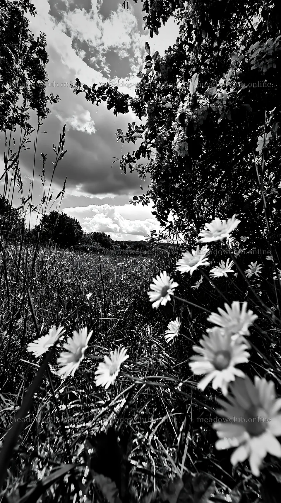 Daisies in a meadow under a cloudy sky – meadow photos 5938x10608