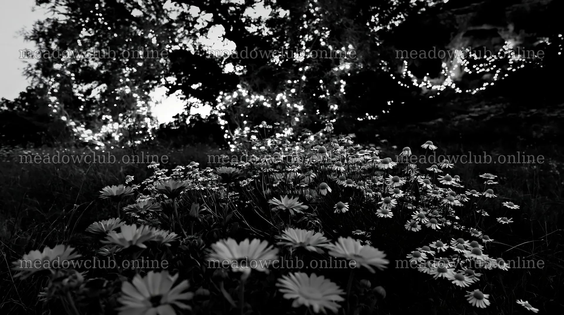 Christmas lights glowing in meadow by cave at dusk – meadow photos 10608x5938