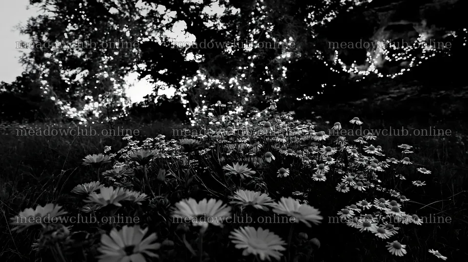 Christmas lights glowing in meadow by cave at dusk – meadow photos 10608x5938