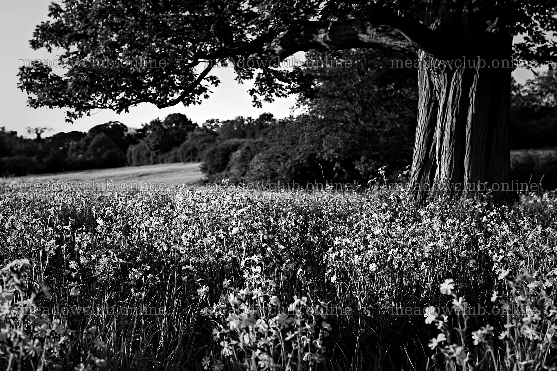 Pink campion meadow in a natural setting under a tree – meadow photos 9722x6480