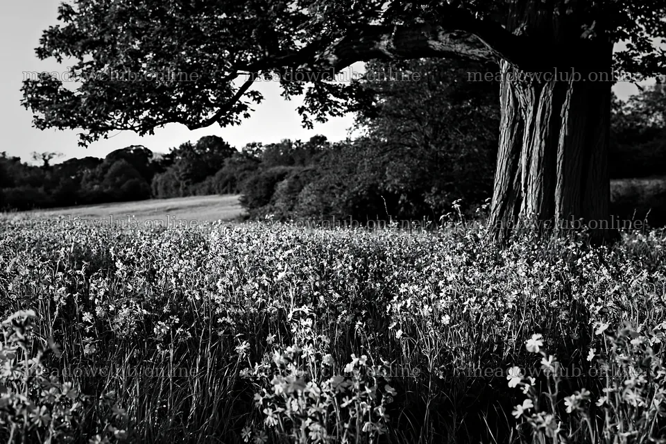 Pink campion meadow in a natural setting under a tree – meadow photos 9722x6480