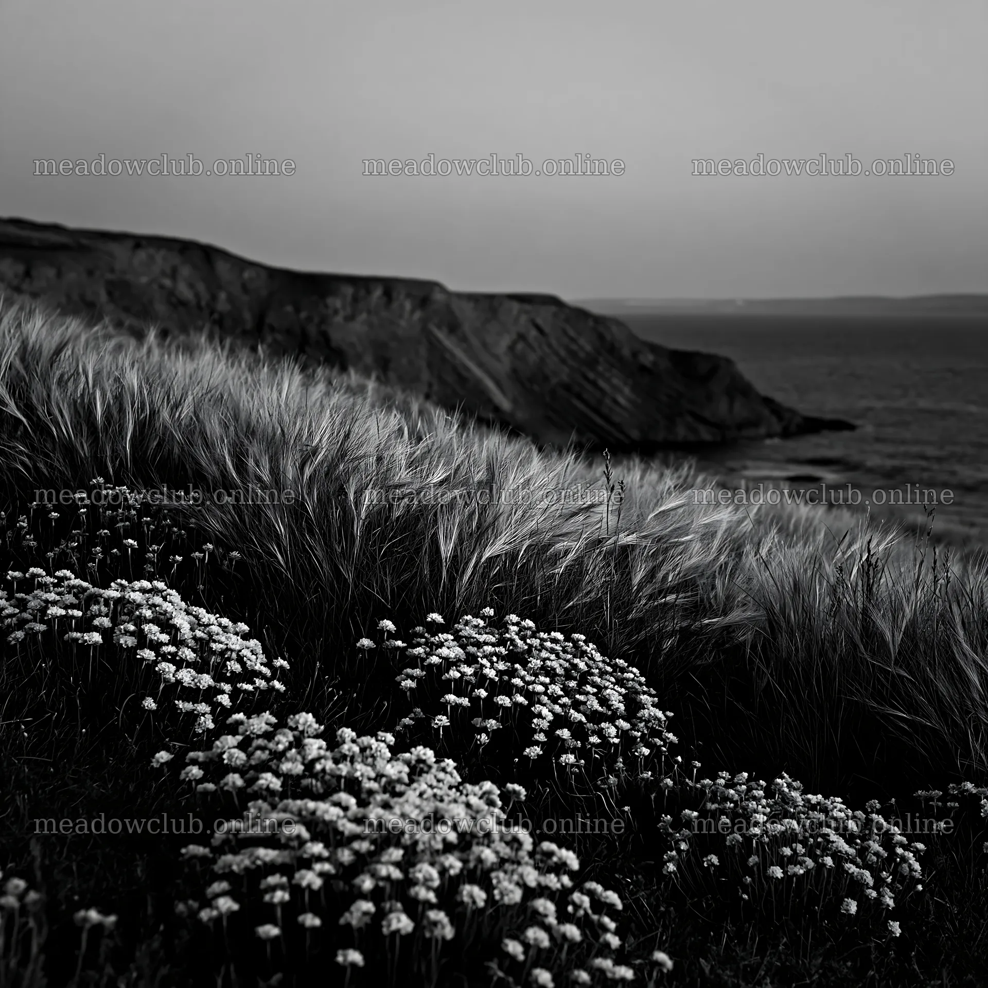 Coastal meadow with flowers and cliffs in black and white – meadow photos 7938x7938