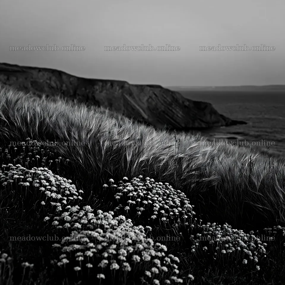 Coastal meadow with flowers and cliffs in black and white – meadow photos 7938x7938