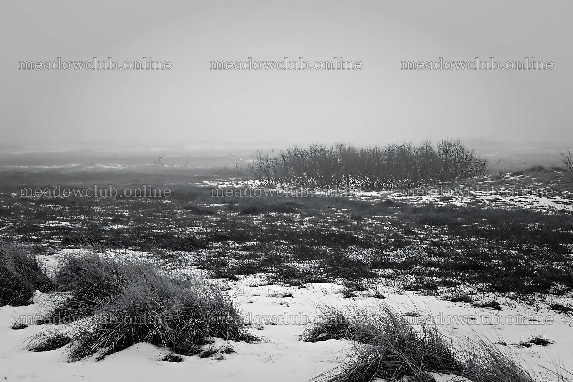 Dune meadow covered in snow during winter time – meadow photos 9722x6480