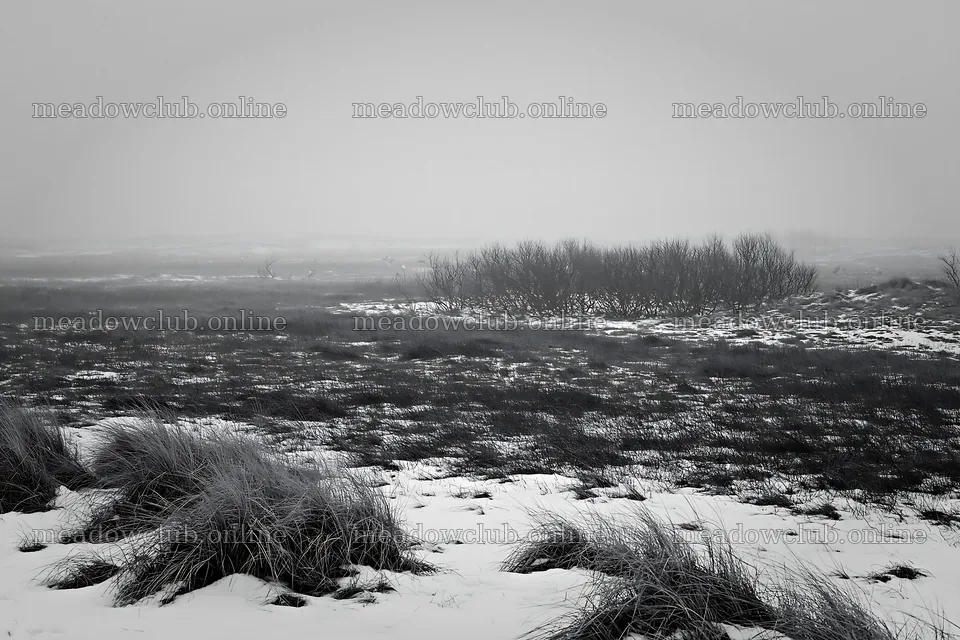 Dune meadow covered in snow during winter time – meadow photos 9722x6480