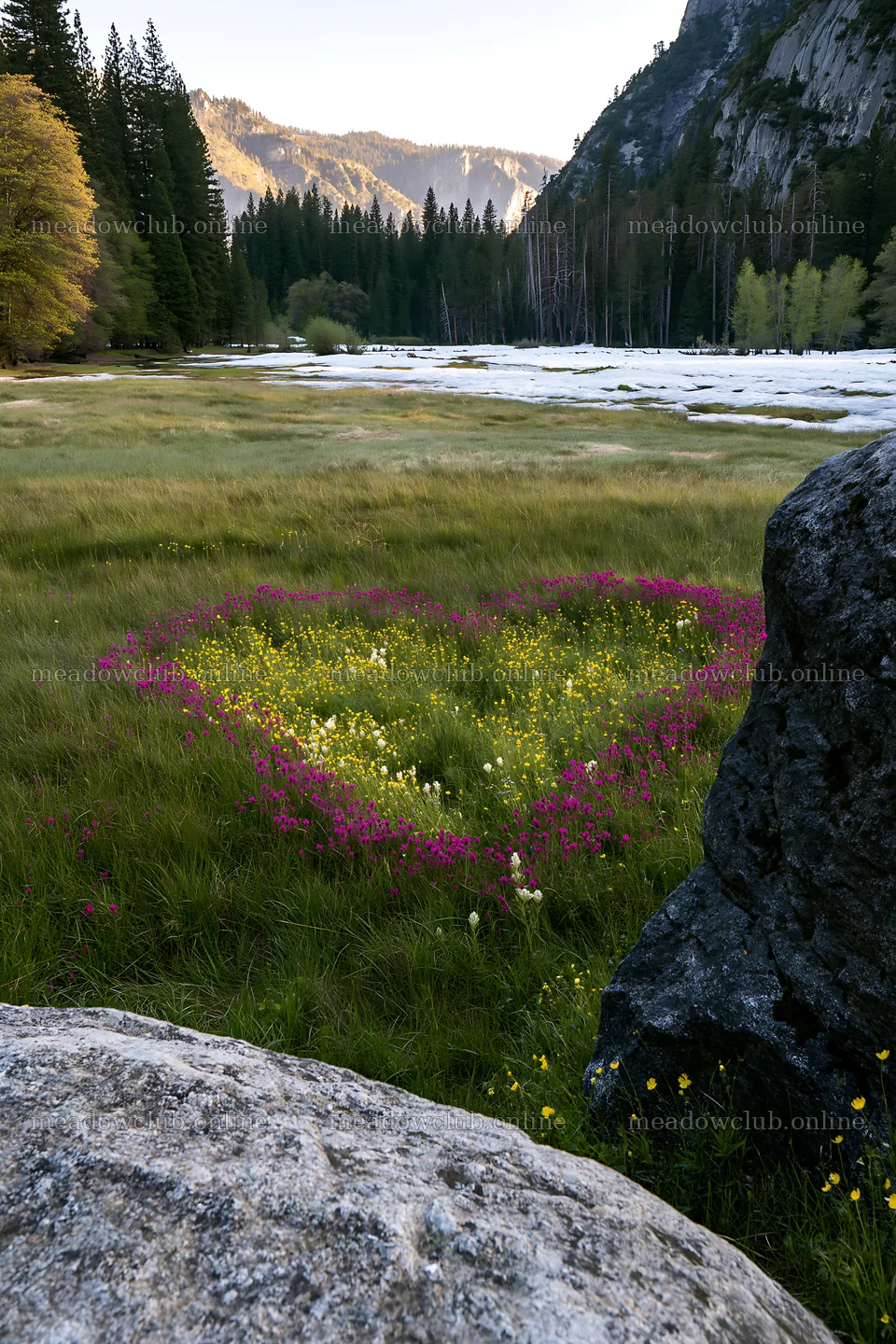Snowy Yosemite Valley meadow with heart-shaped flower patch – meadow photos 6480x9722