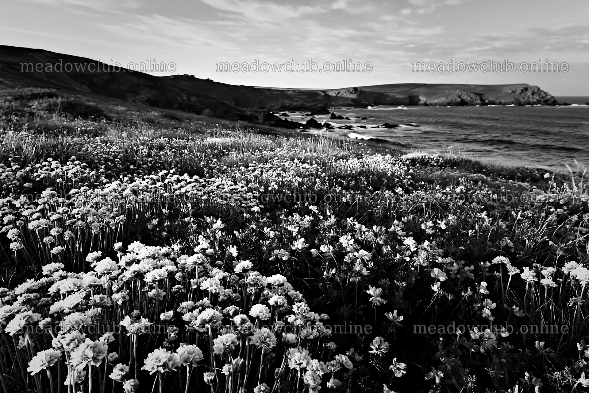 Clifftop meadow with wildflowers near the ocean shore – meadow photos 9722x6480
