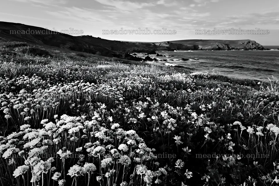 Clifftop meadow with wildflowers near the ocean shore – meadow photos 9722x6480