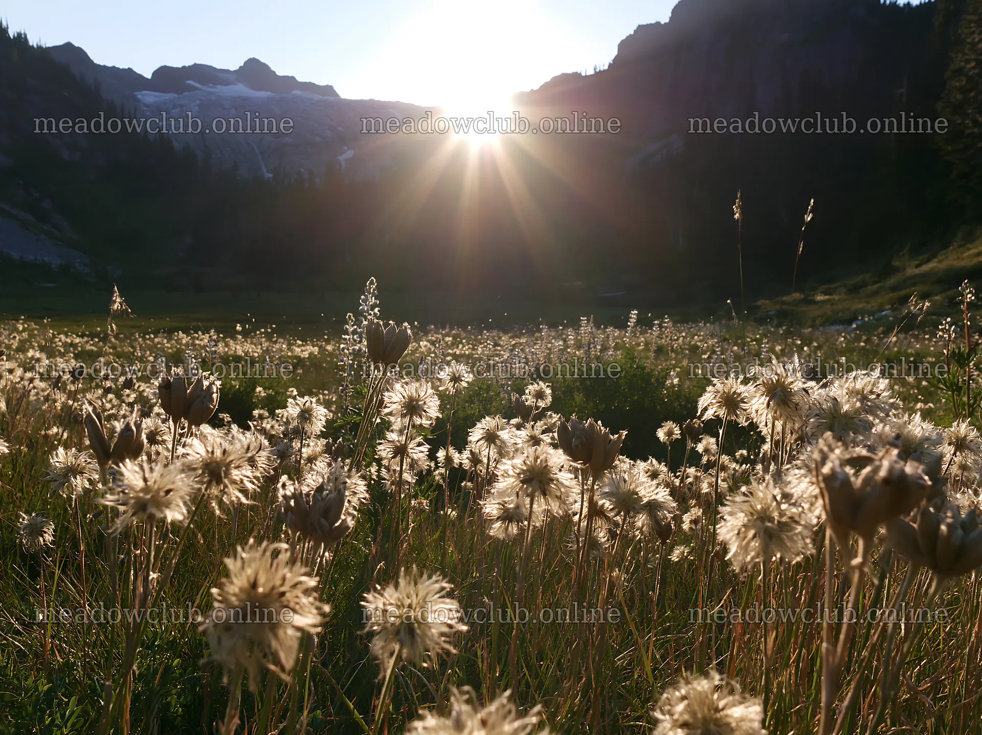 Meadow seedheads backlit by dusk sunlight – meadow photos 9174x6866
