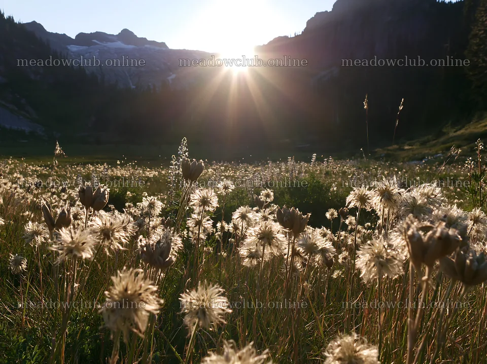 Meadow seedheads backlit by dusk sunlight – meadow photos 9174x6866