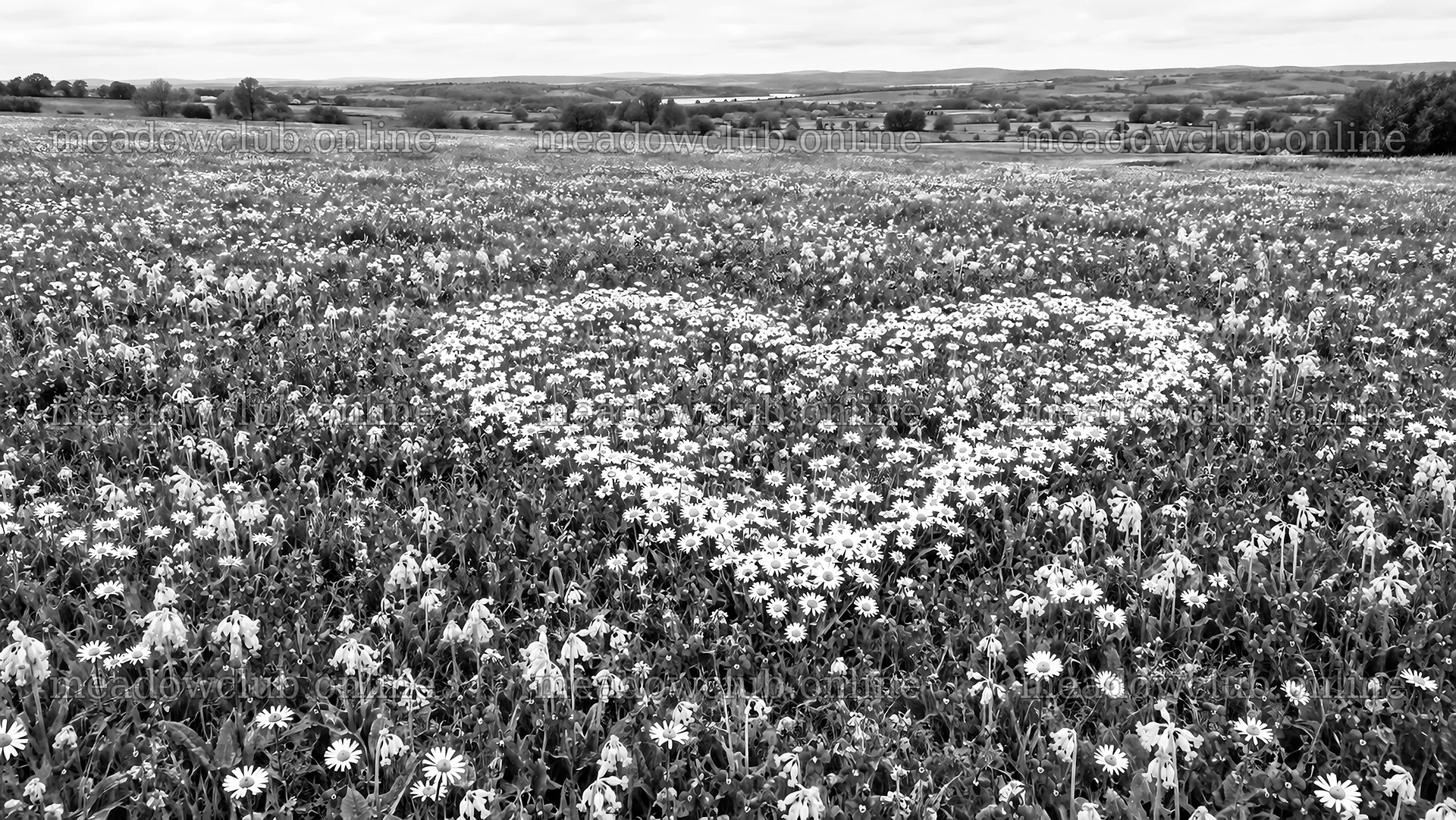 Heart-Shaped Wildflower Meadow in Monochrome – meadow photos 10324x5812