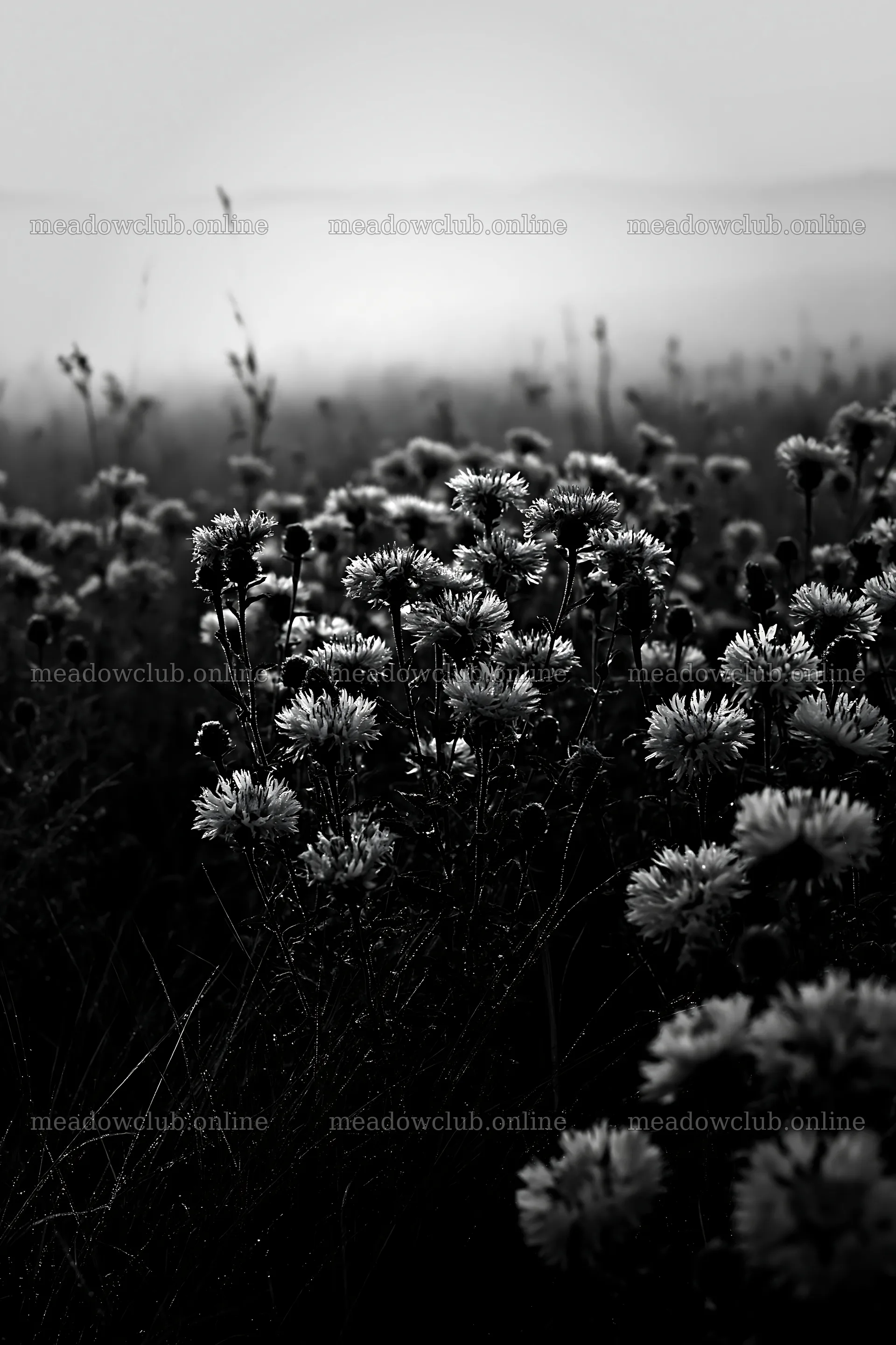 Violet knapweed meadow with fog in the background – meadow photos 6480x9722