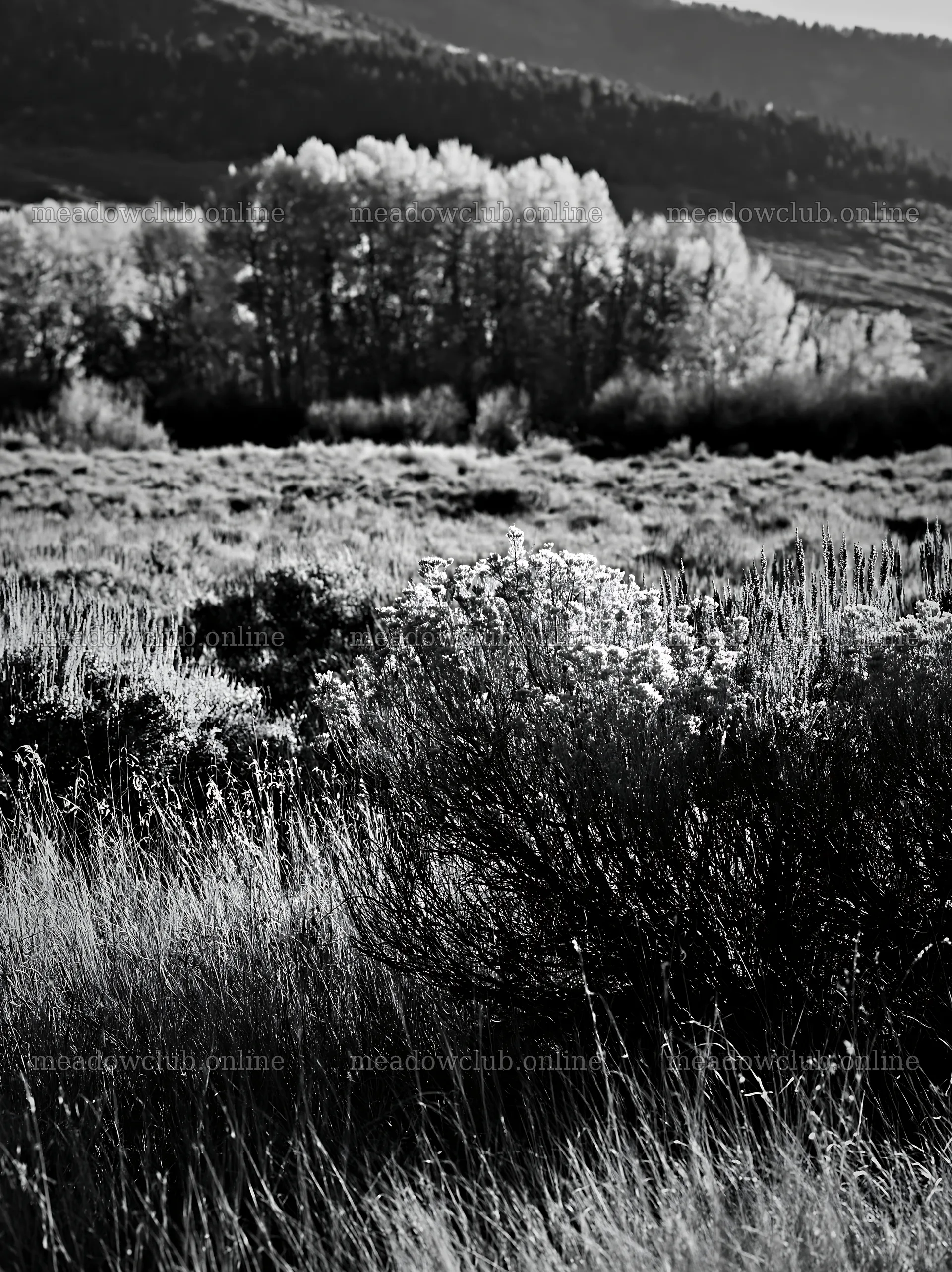 Sagebrush meadow under morning light in black and white – meadow photos 6866x9174