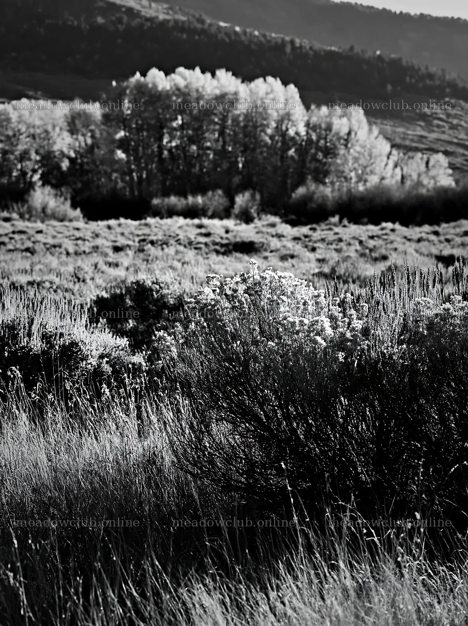 Sagebrush meadow under morning light in black and white – meadow photos 6866x9174