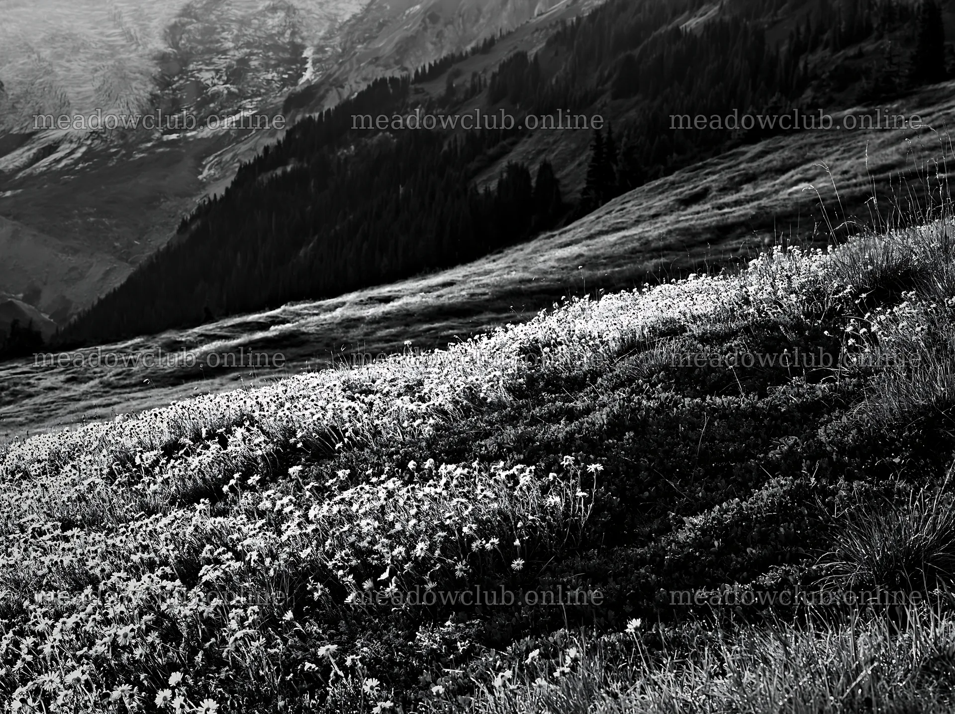 Mount Rainier wildflower meadow at sunrise with mountain backdrop – meadow photos 9174x6866