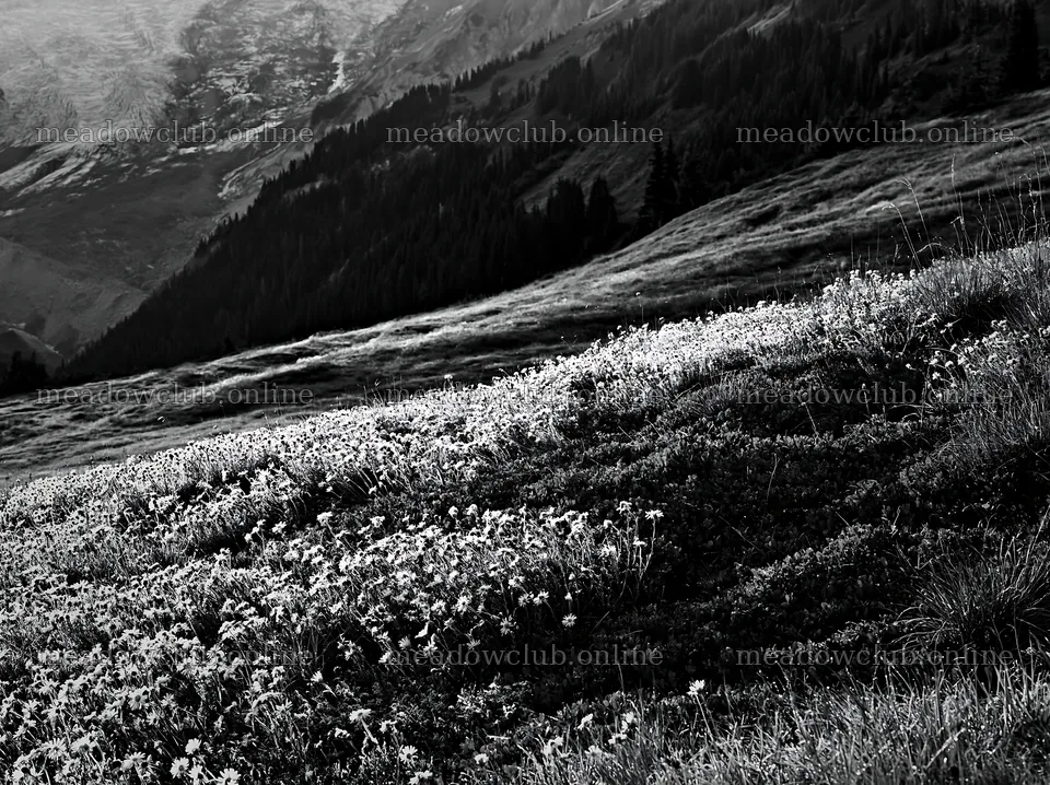 Mount Rainier wildflower meadow at sunrise with mountain backdrop – meadow photos 9174x6866