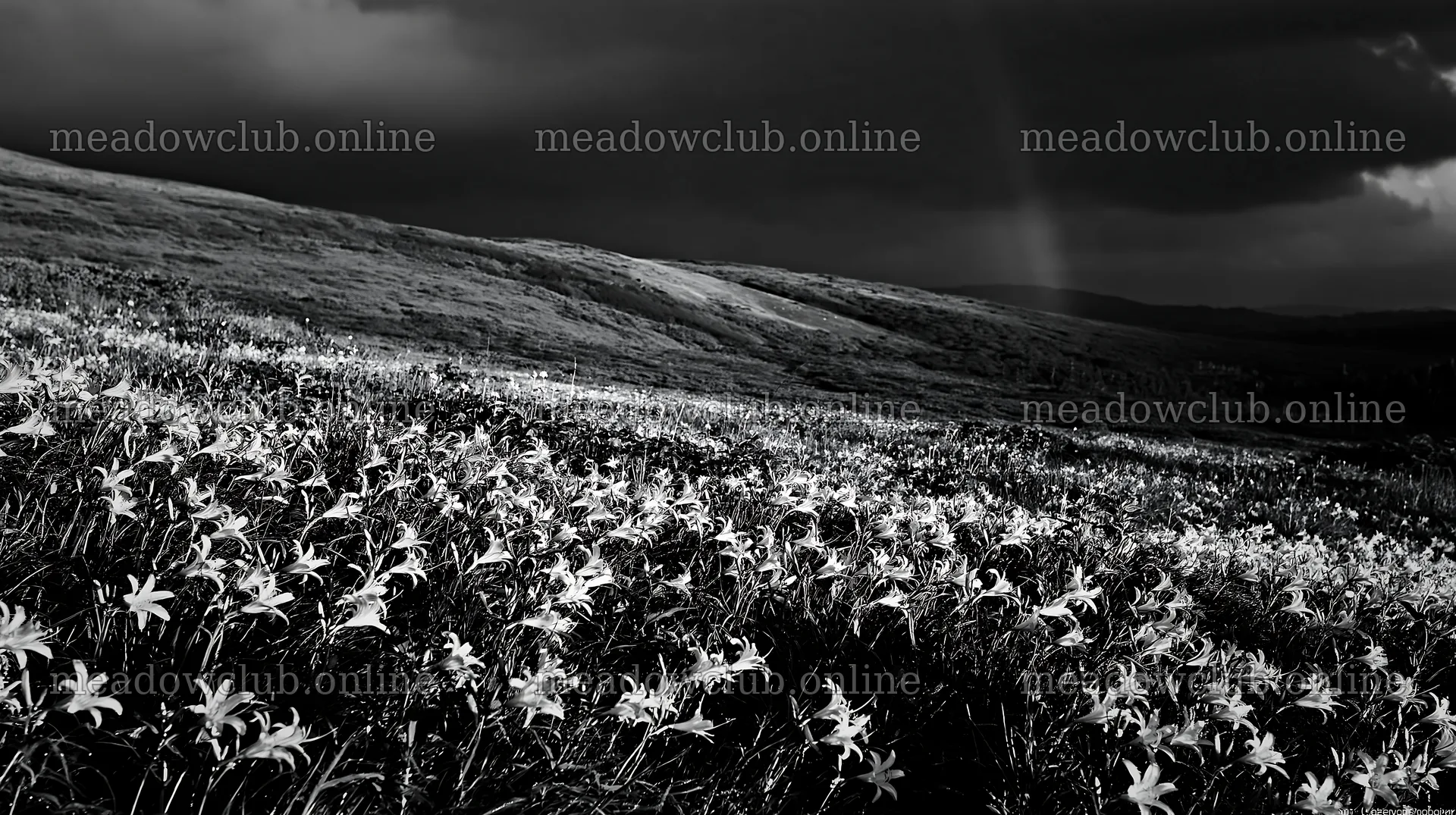 Kirigamine highland daylily meadow under dark clouds – meadow photos 10608x5938