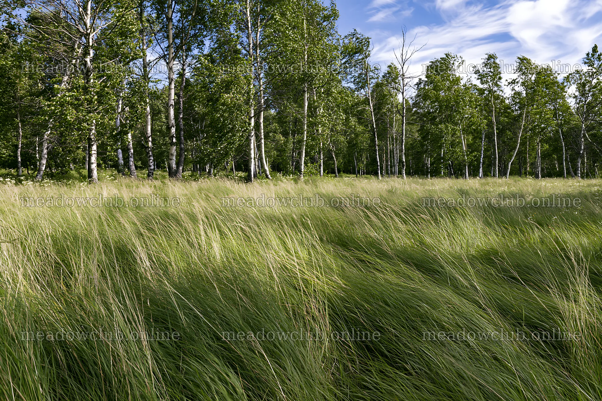 Birch forest meadow with tall grass under a blue sky – meadow photos 9722x6480