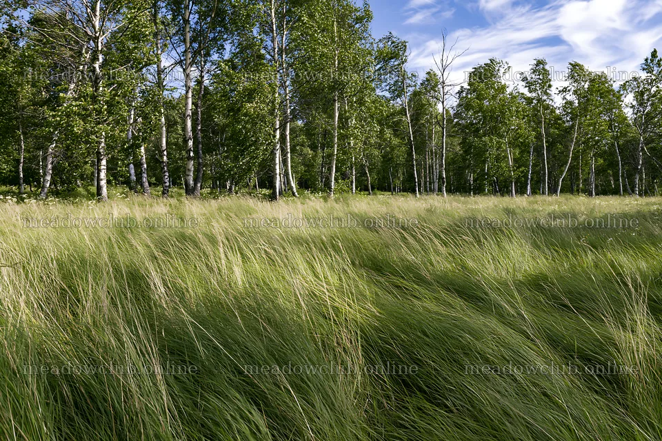 Birch forest meadow with tall grass under a blue sky – meadow photos 9722x6480