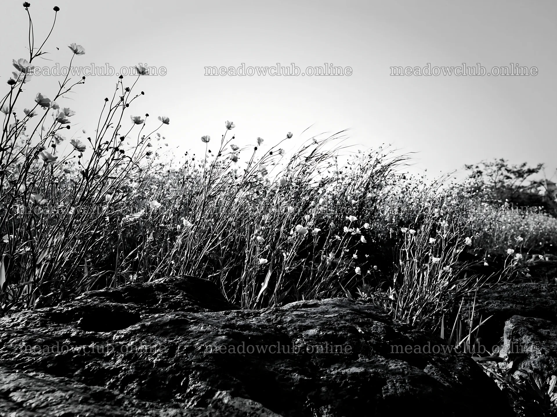 Kyoto spring wildflower meadow stone foreground – meadow photos 9174x6866