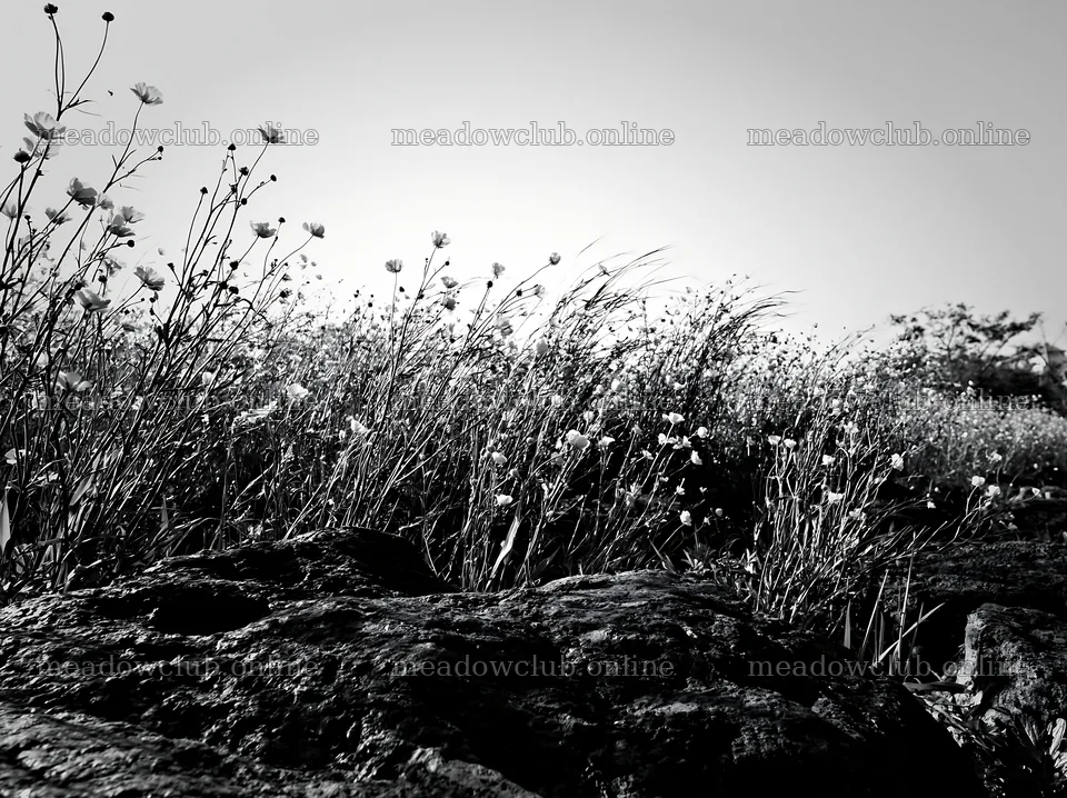 Kyoto spring wildflower meadow stone foreground – meadow photos 9174x6866