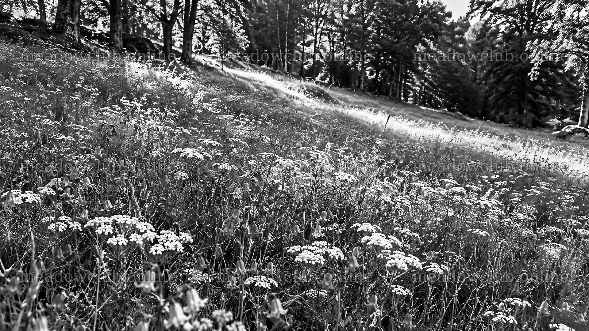 Sunbeams Illuminate a Wildflower Forest Clearing – meadow photos 10324x5812