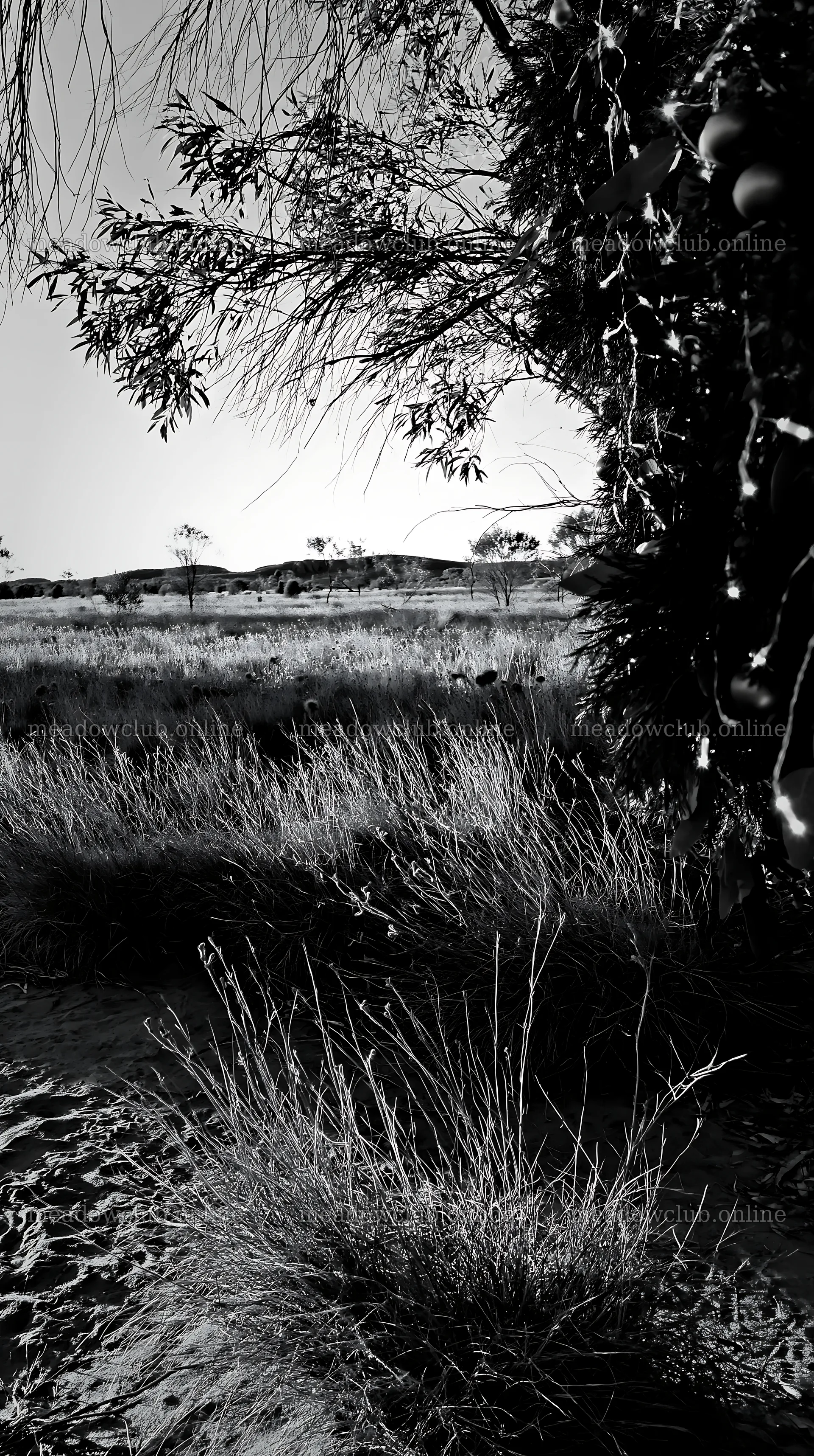 Expansive meadow with drought tolerant plants and garland – meadow photos 5938x10608
