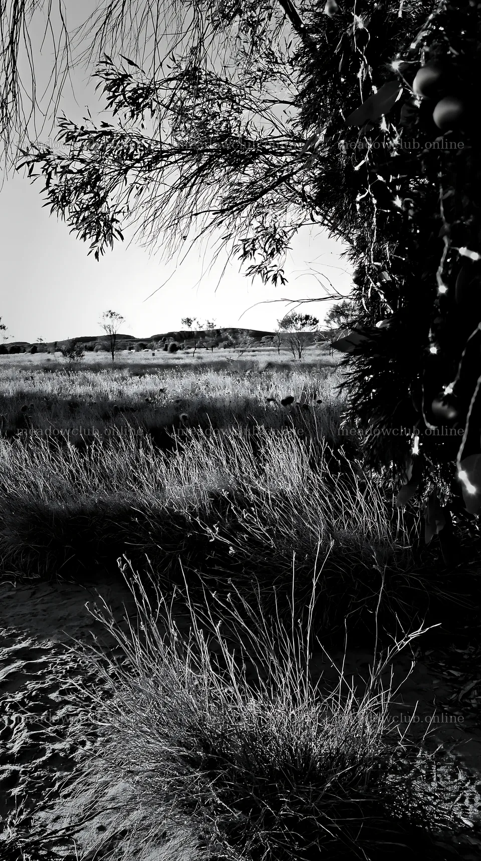 Expansive meadow with drought tolerant plants and garland – meadow photos 5938x10608