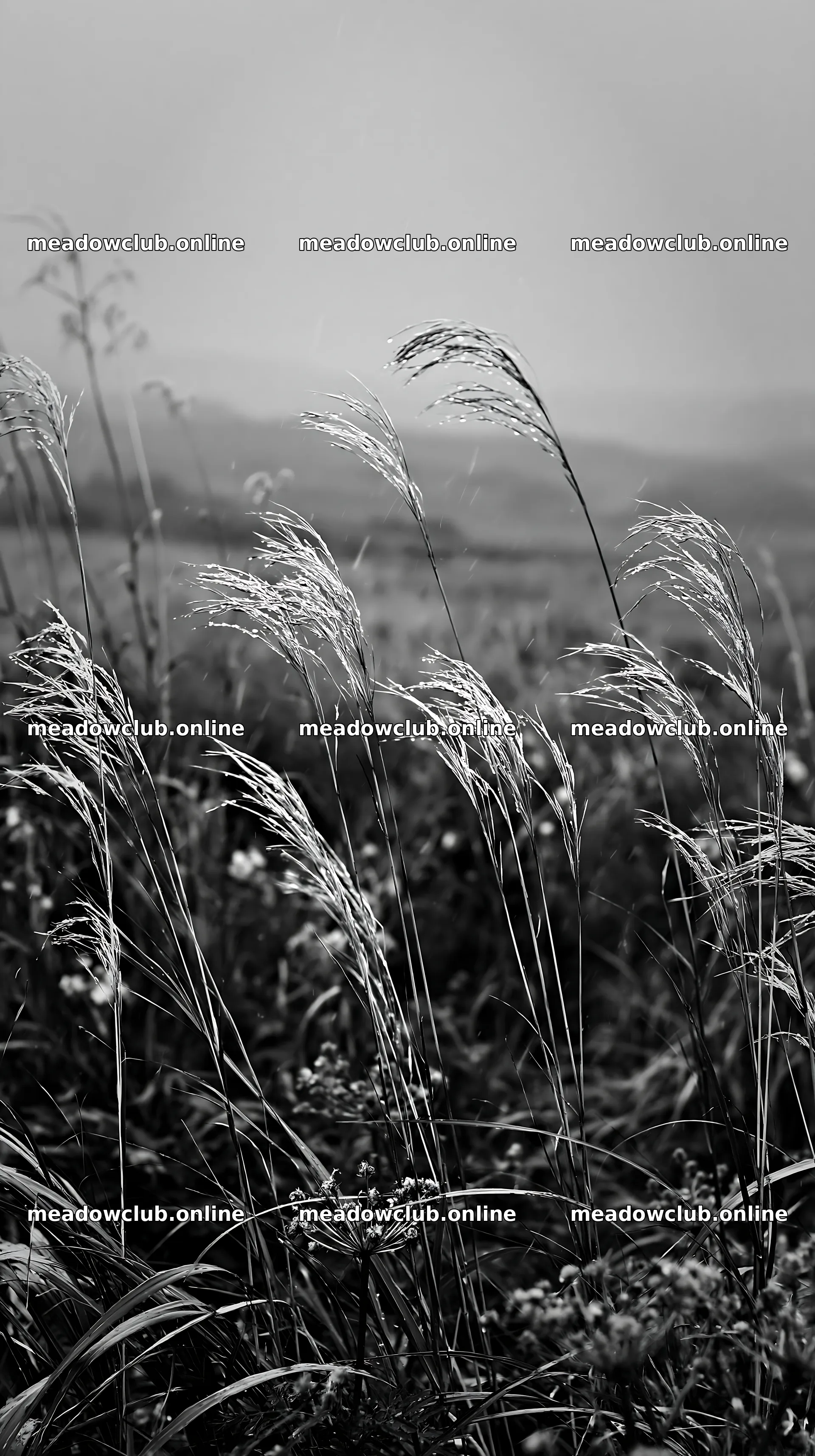 Iwate rain refreshed meadow seedhead foreground – meadow photos 5938x10608