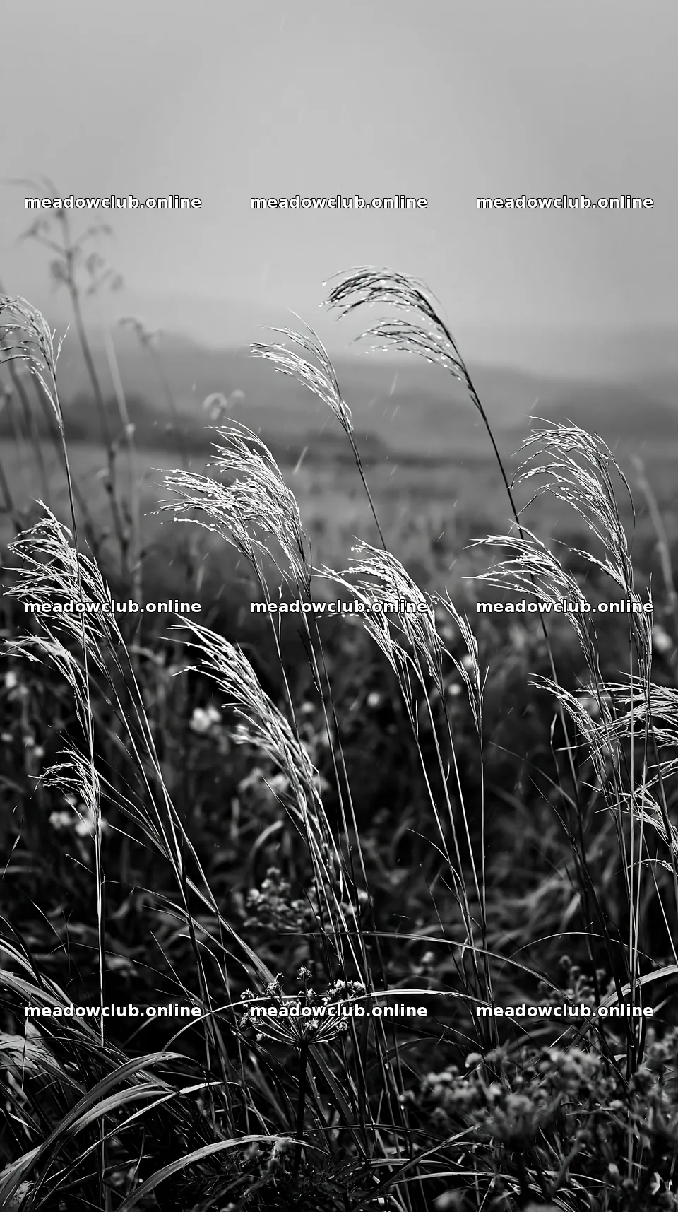 Iwate rain refreshed meadow seedhead foreground – meadow photos 5938x10608