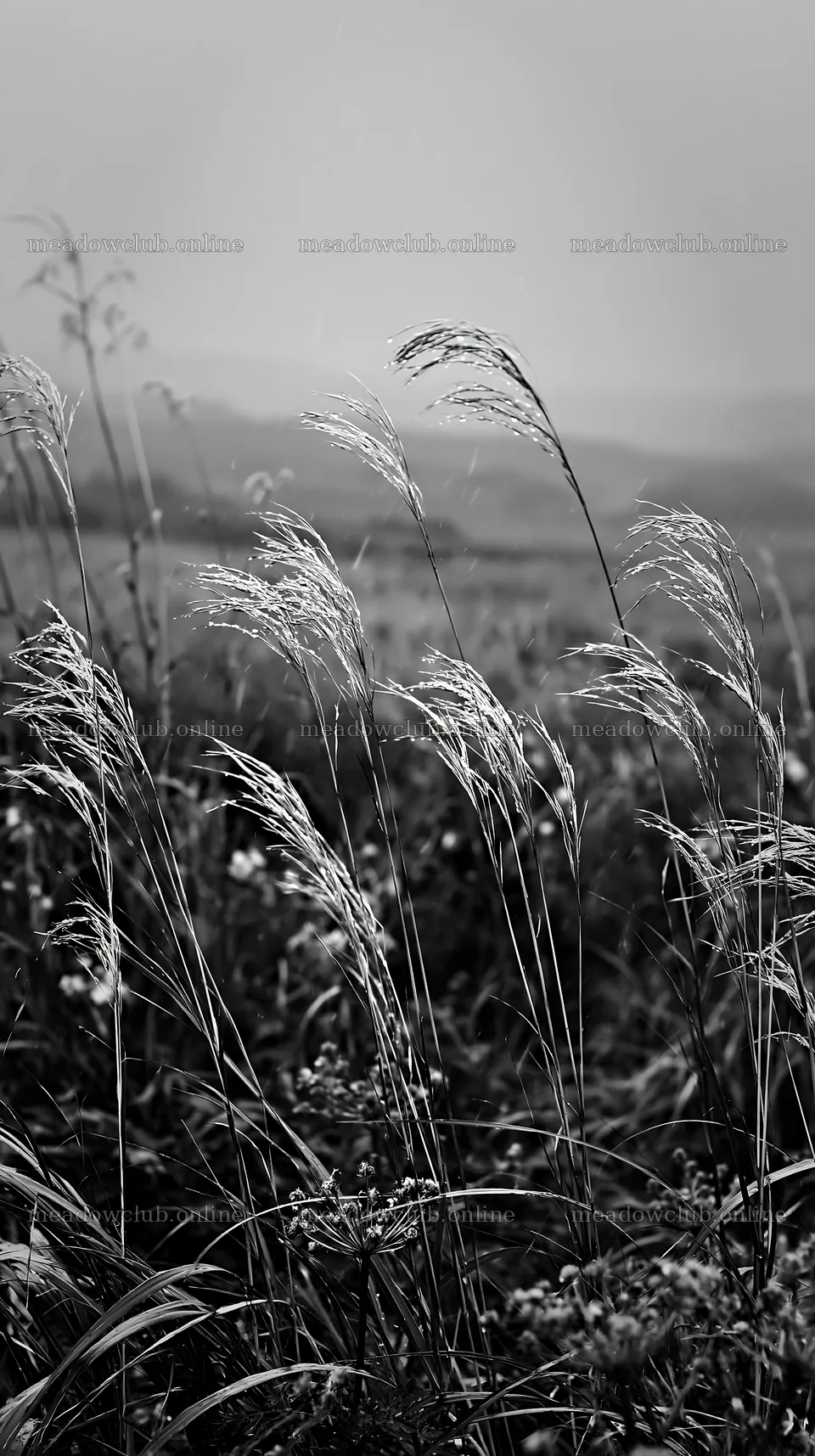 Iwate rain refreshed meadow seedhead foreground – meadow photos 5938x10608