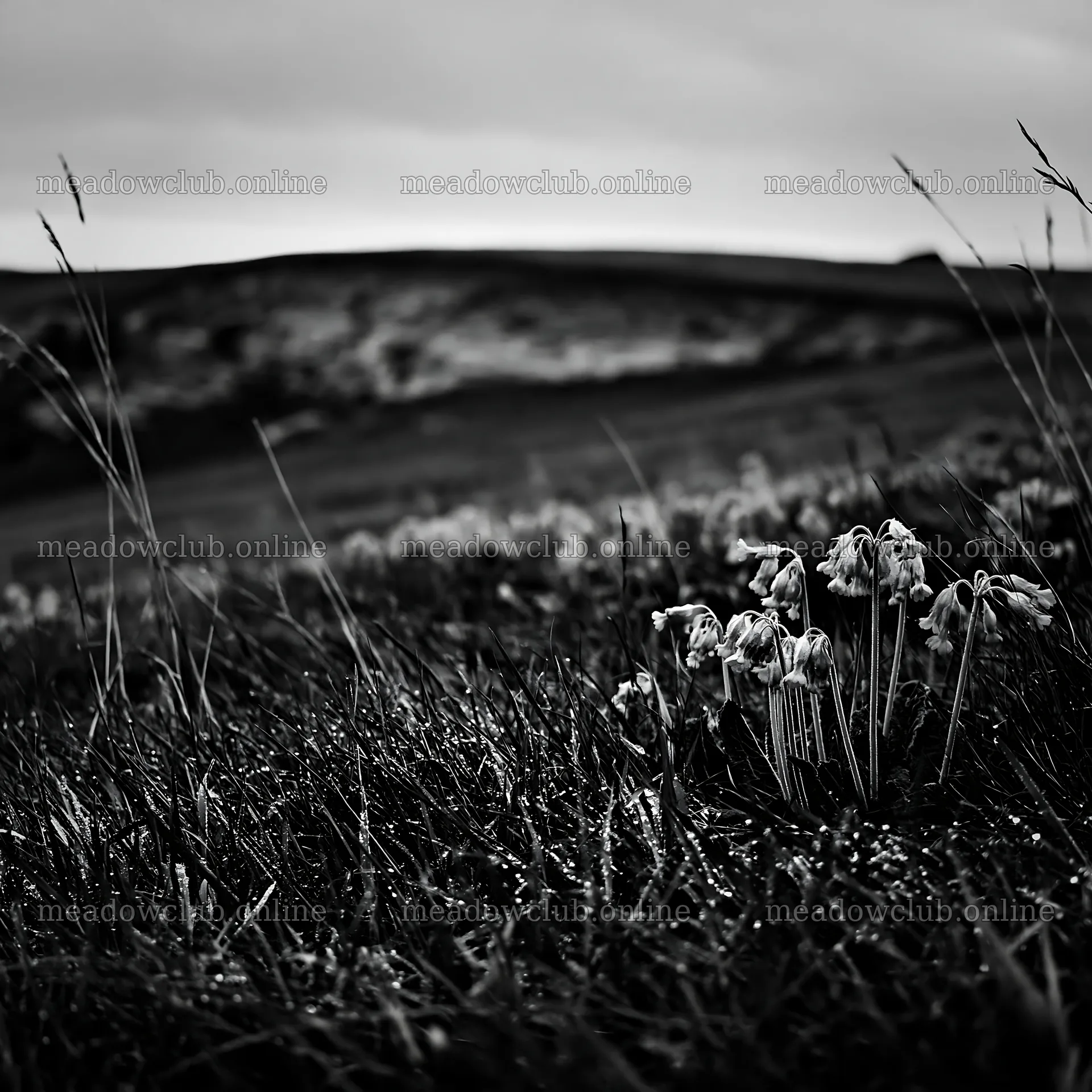 Cloudy chalk meadow with flowers and grass growing in the field – meadow photos 7938x7938