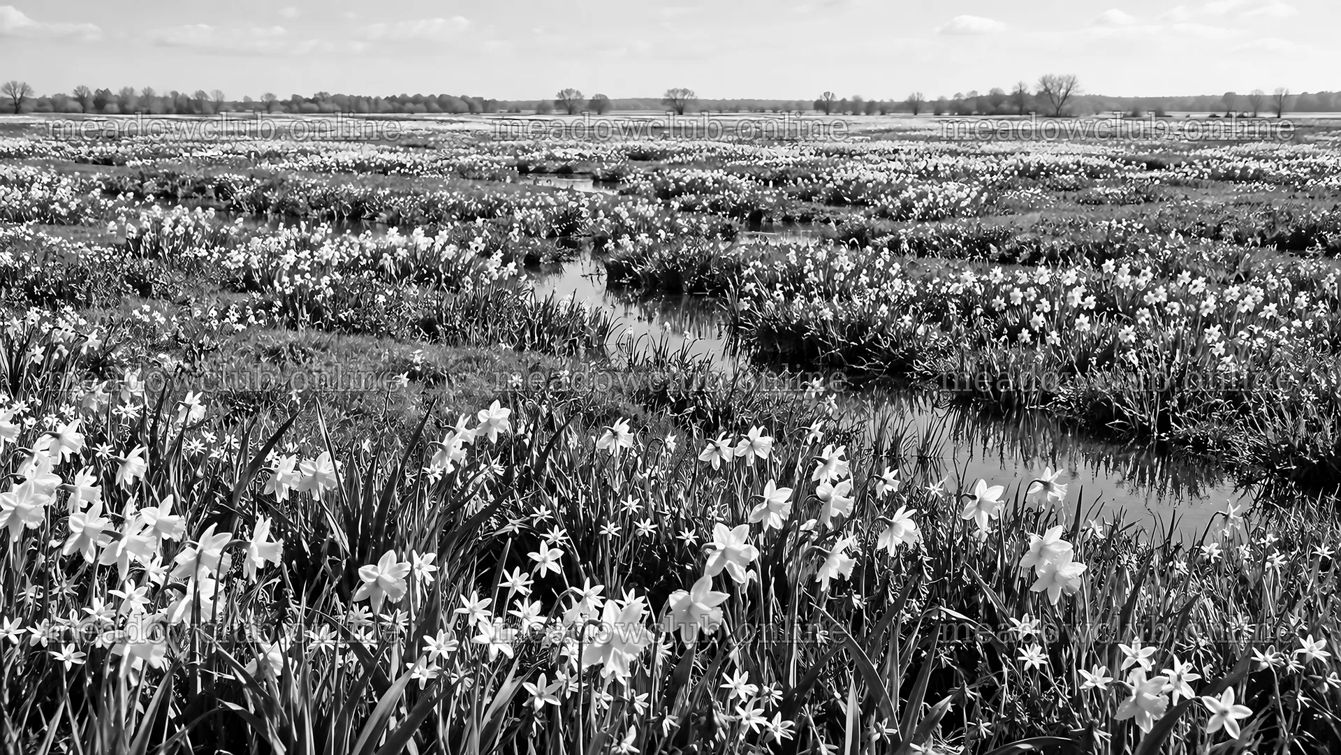 Spring Bulbs Across a Wet Meadow – meadow photos 10324x5812