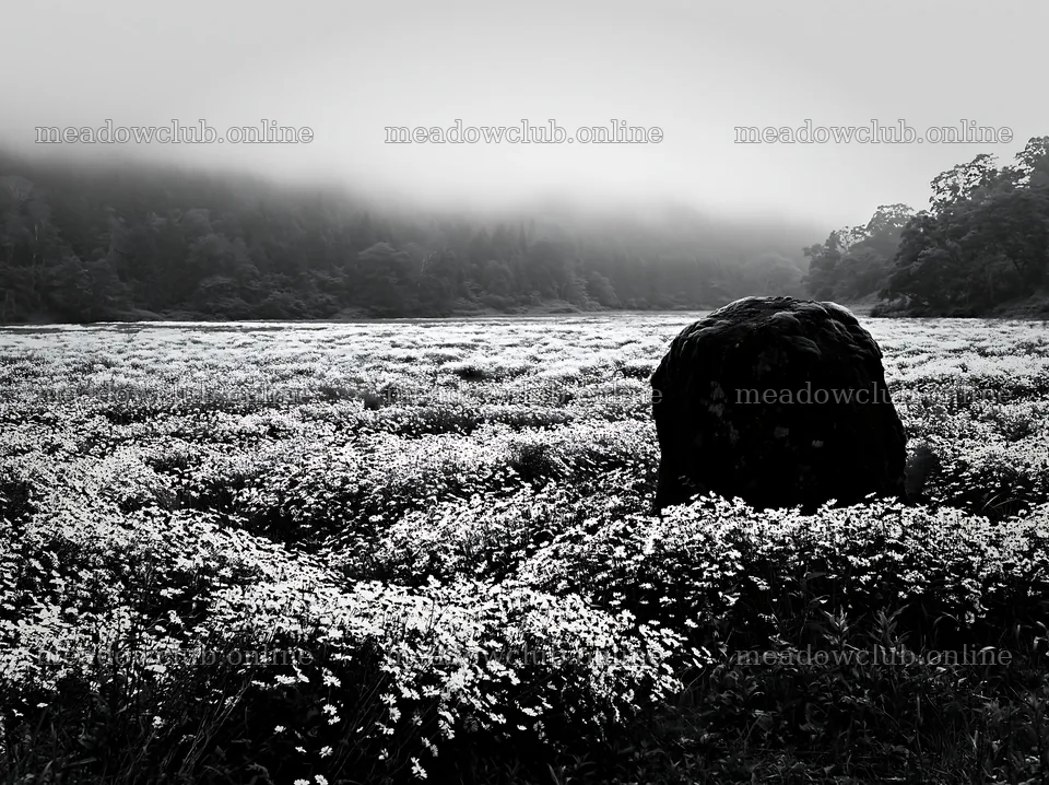 Misty meadow with moss covered stone in Shimane – meadow photos 9174x6866