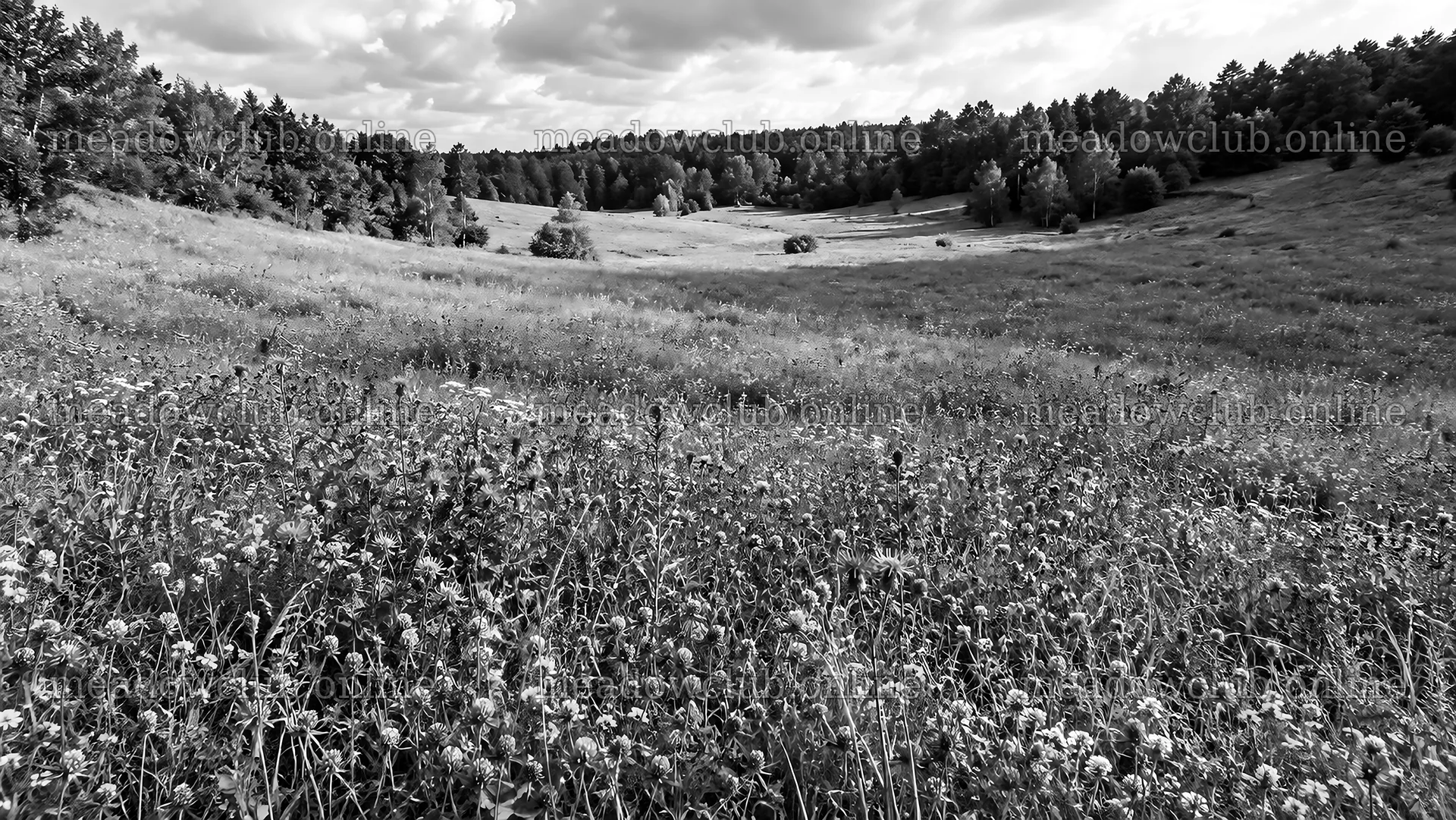 Black-and-White Woodland Clearing with Wildflowers – meadow photos 10324x5812