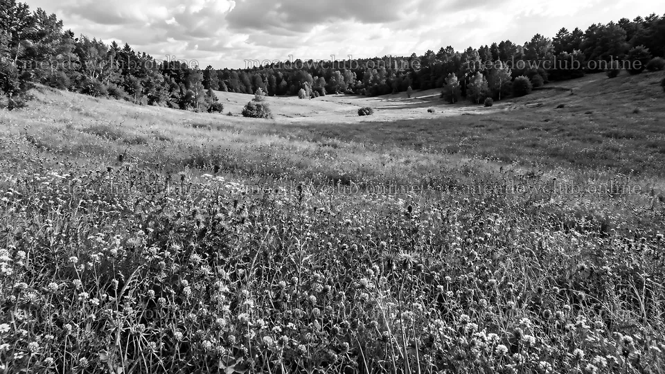 Black-and-White Woodland Clearing with Wildflowers – meadow photos 10324x5812