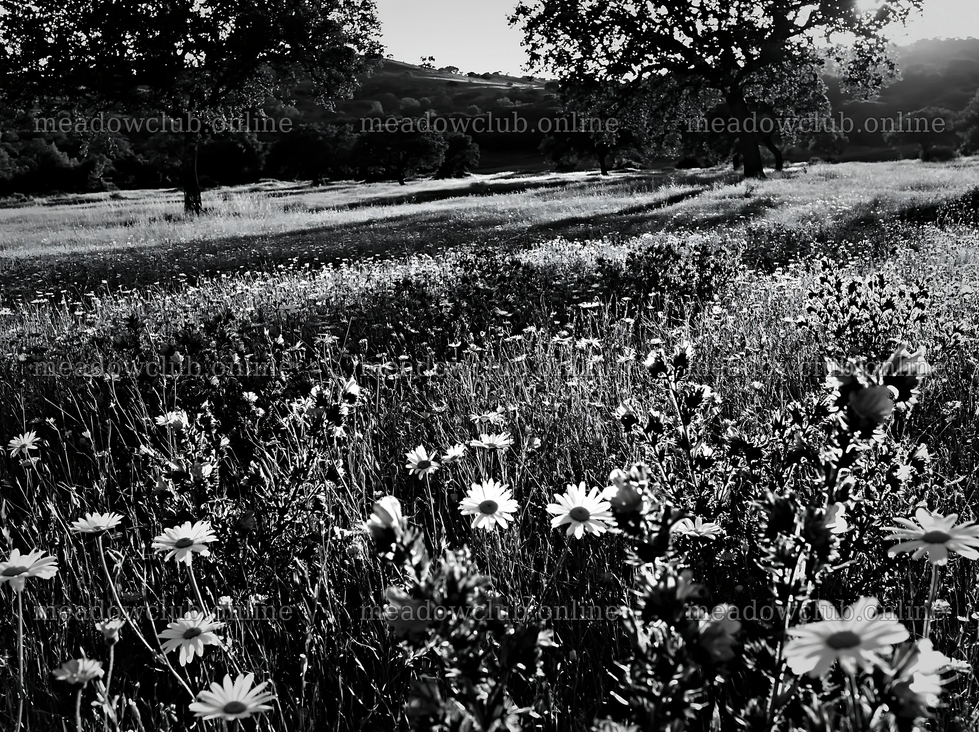 Regenerative meadow with various wildflowers at sunset – meadow photos 9174x6866