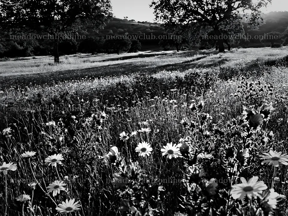 Regenerative meadow with various wildflowers at sunset – meadow photos 9174x6866
