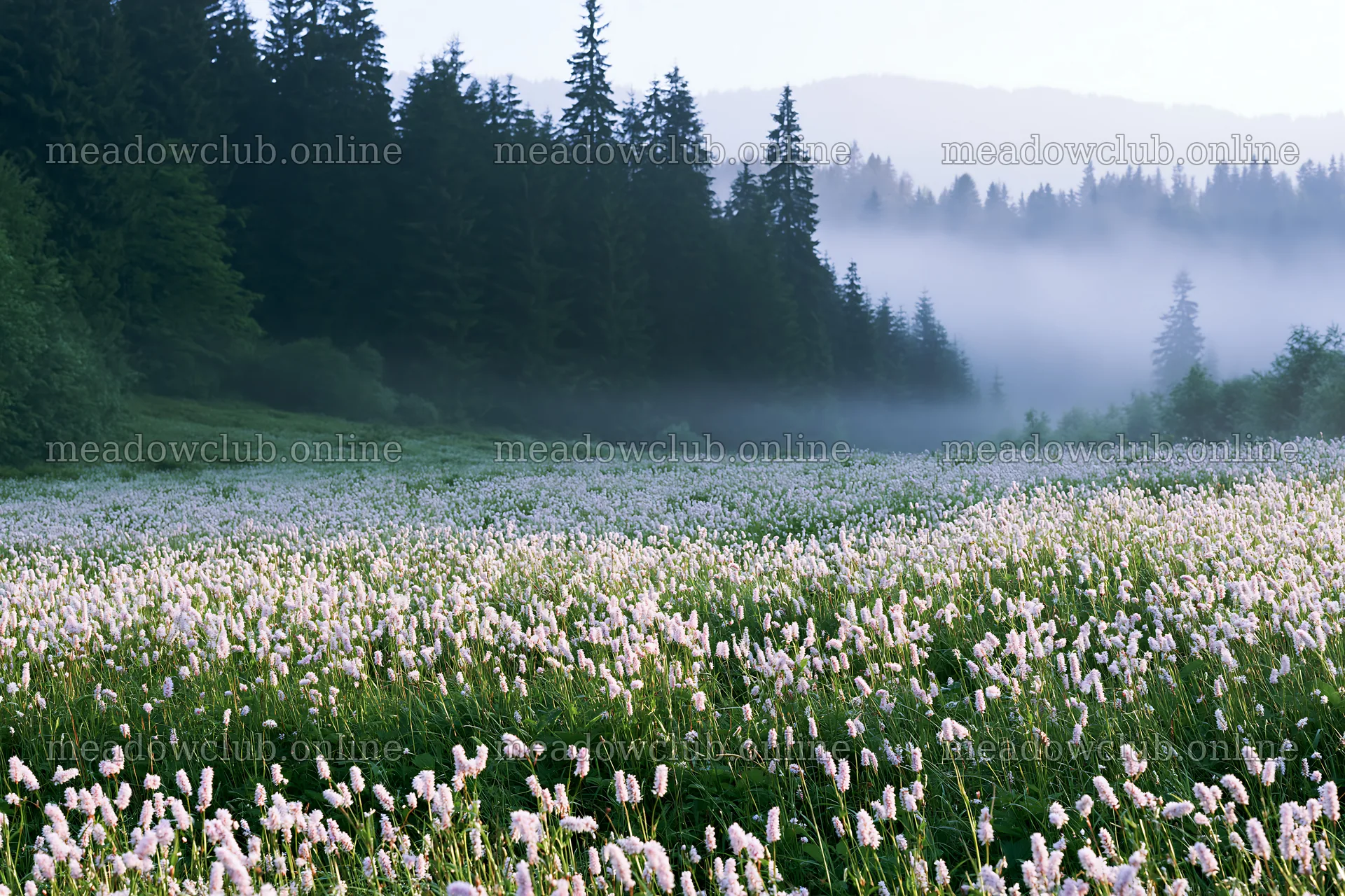 Meadow whiteout with fog and tall grass in the morning light – meadow photos 9722x6480