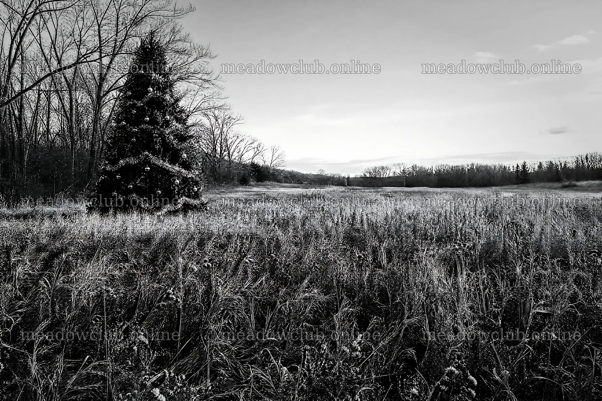 Vibrant Christmas tree in meadow under winter sunlight – meadow photos 9722x6480