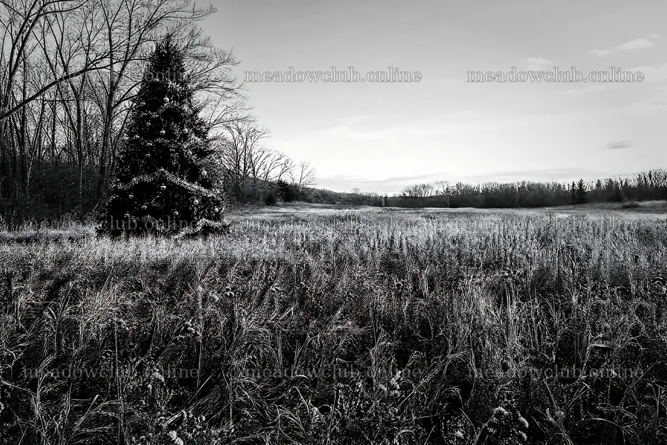 Vibrant Christmas tree in meadow under winter sunlight – meadow photos 9722x6480