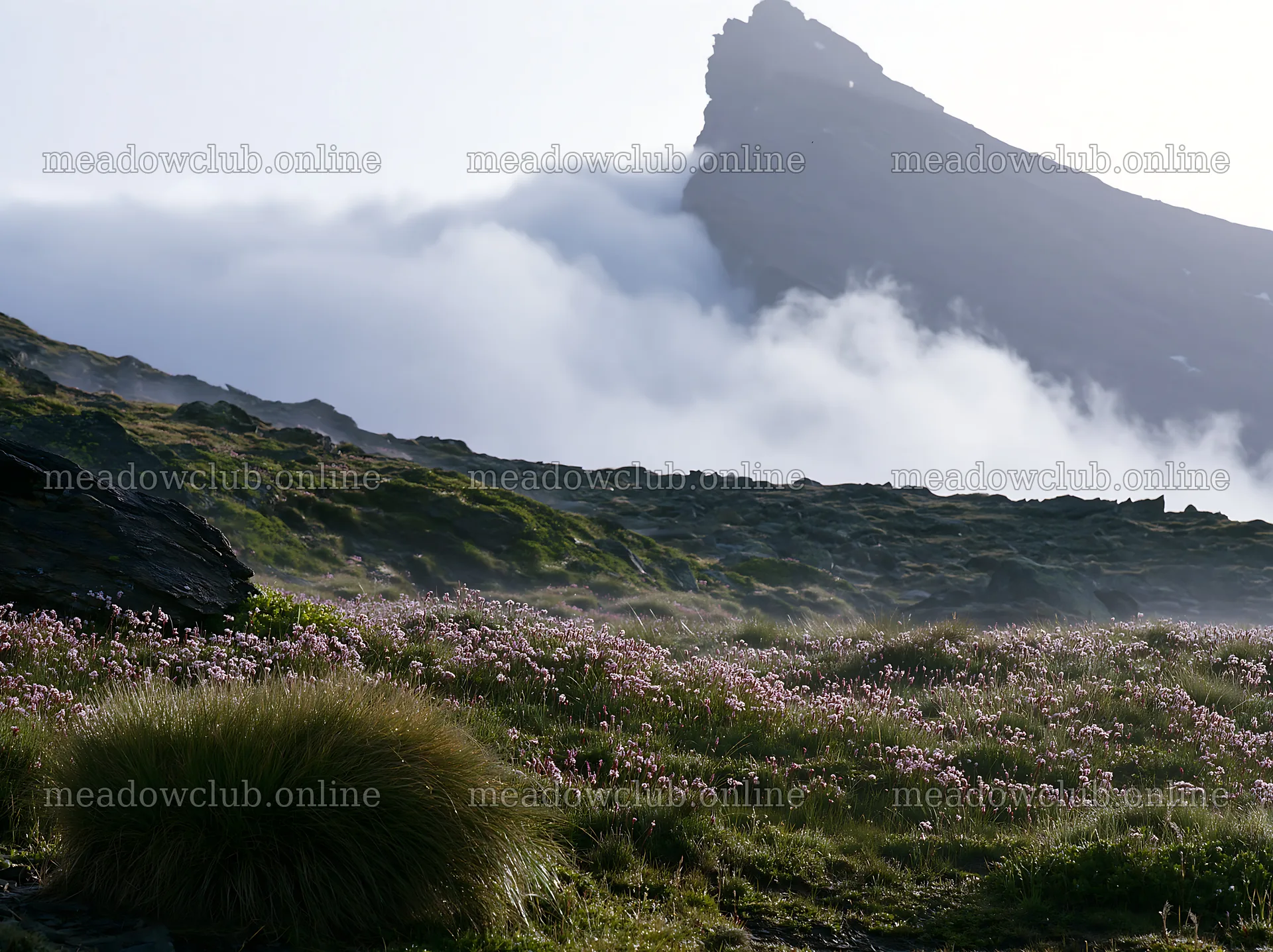 Matterhorn alpine wildflower meadow with clouds in background – meadow photos 9174x6866