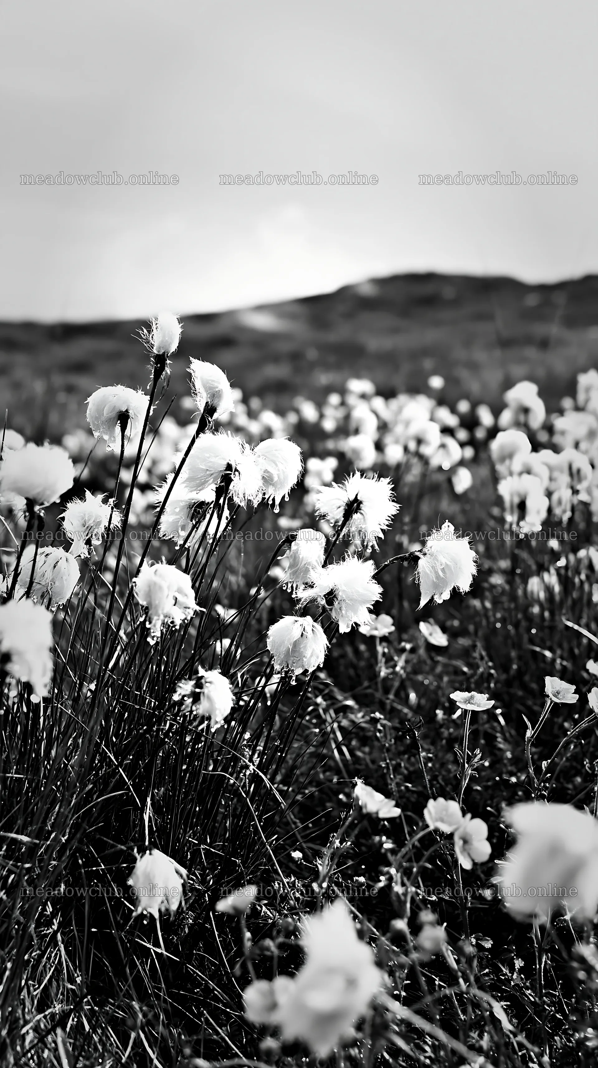 Cottongrass meadow glow in black and white landscape – meadow photos 5938x10608