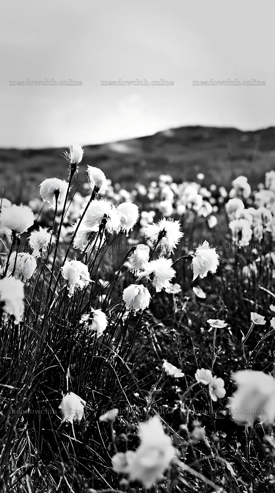 Cottongrass meadow glow in black and white landscape – meadow photos 5938x10608