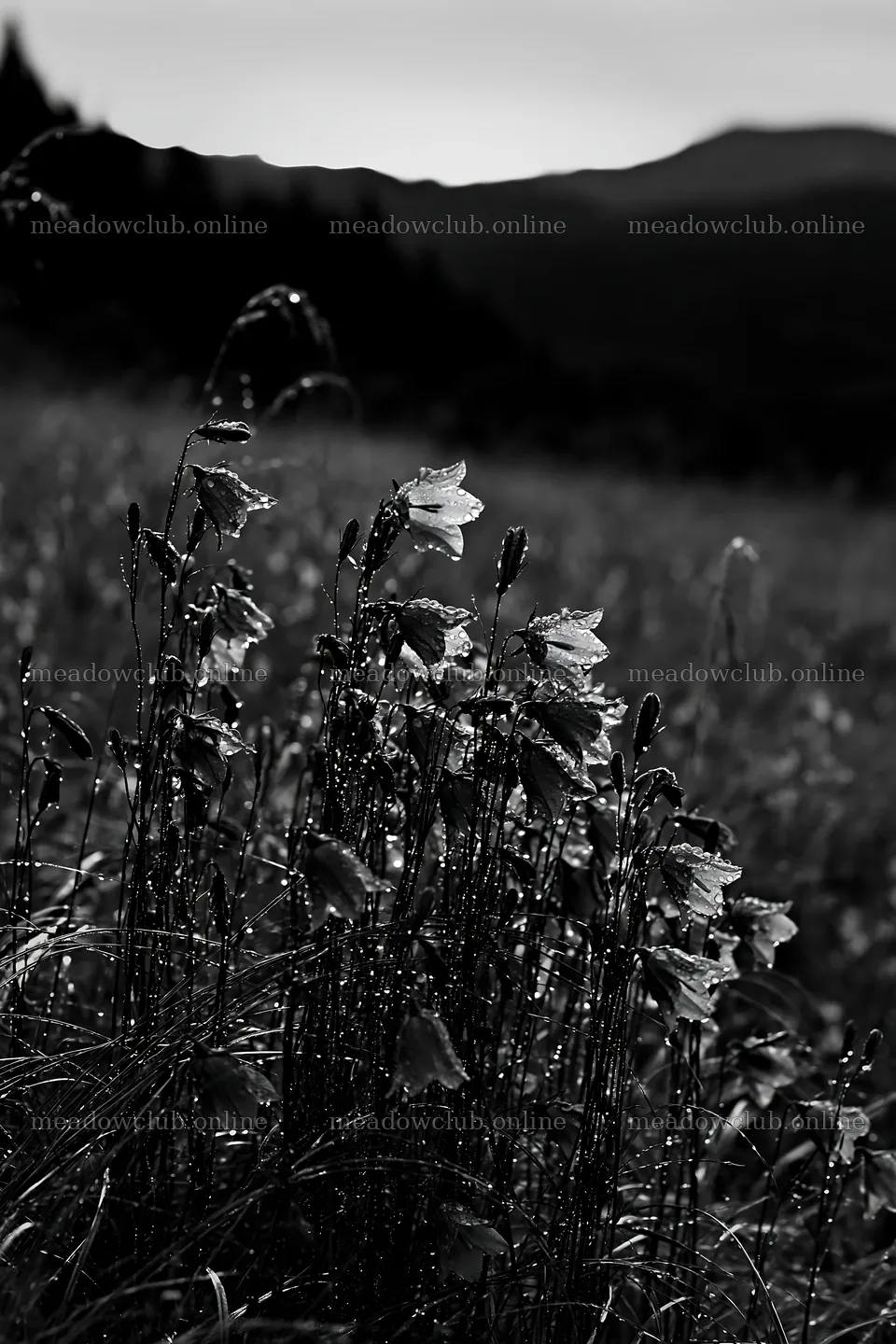 Fukui native grass meadow rain droplets on bellflowers – meadow photos 6480x9722