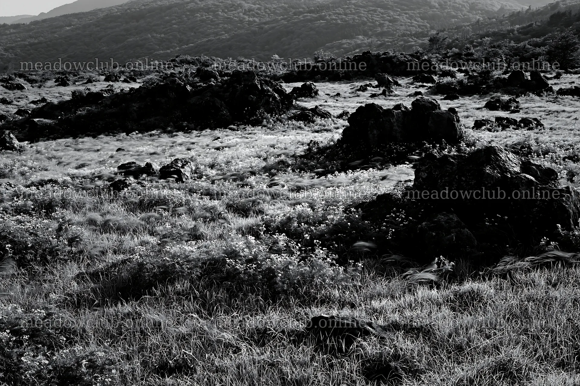 Yamanashi regenerative meadow with basalt stones in natural setting – meadow photos 9722x6480