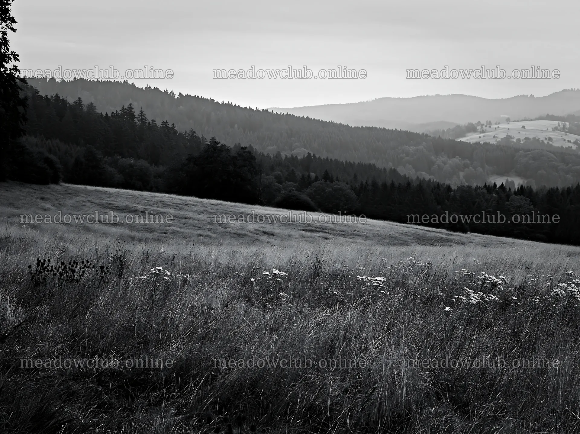 German foothill meadow with trees and hills in the background – meadow photos 9174x6866