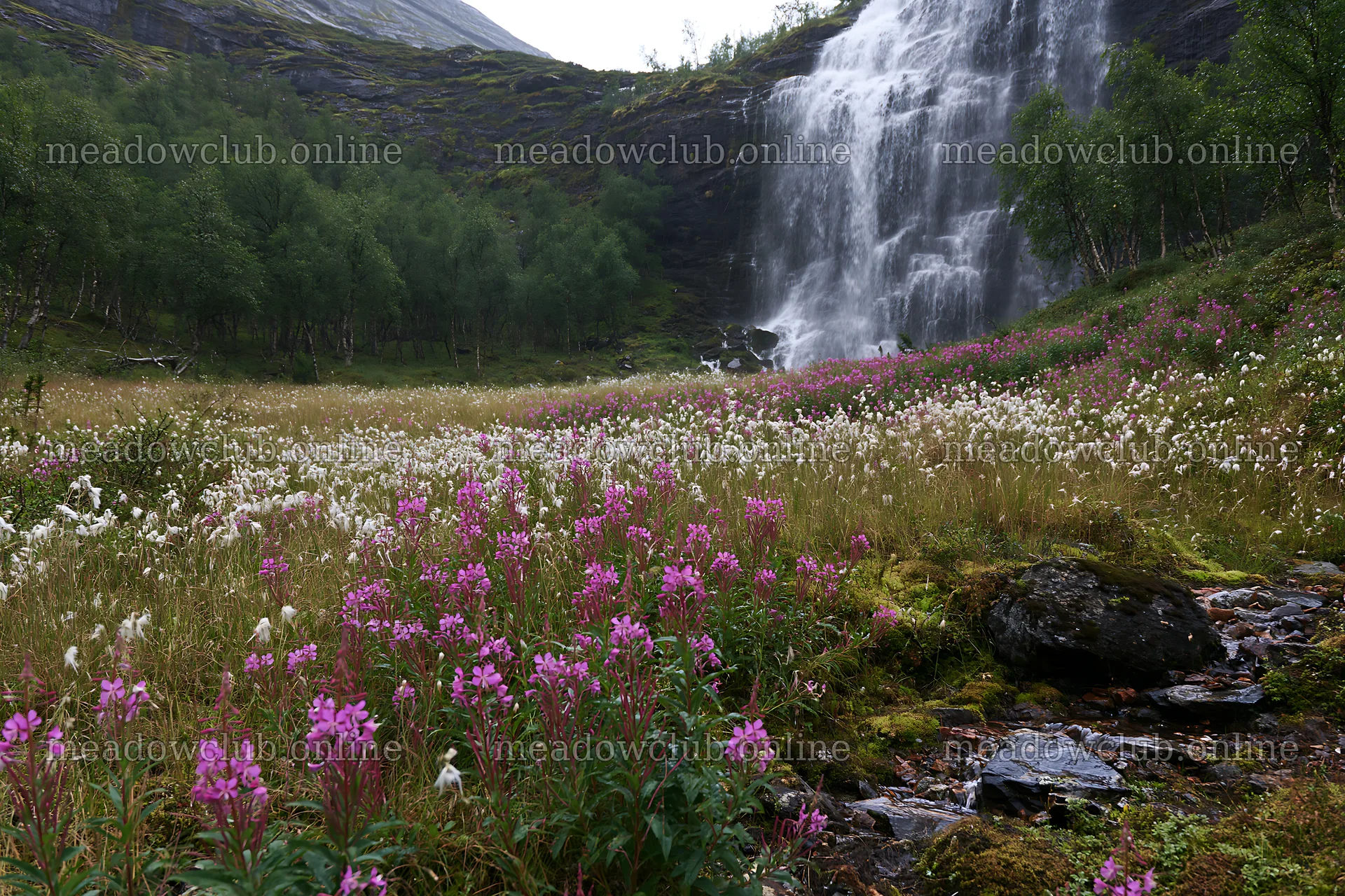 Wildflower meadow at waterfall base in remote location – meadow photos 9722x6480